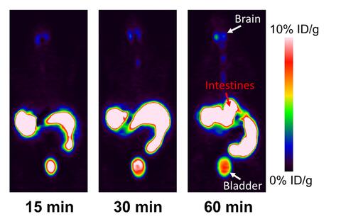 Peptide traveling through body